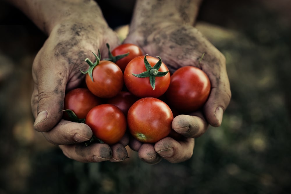 Tomato crop