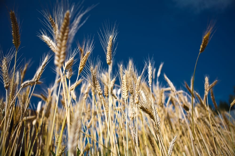 Wheat crop