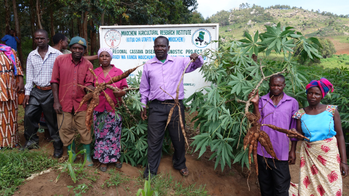 cassava-field